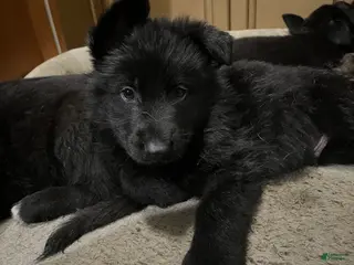 German Shepherd dogs German Shepherd Puppy 6 - Ad 10