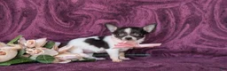 Chihuahua dogs for sale: Kiley 6 lbs Full Grown - Ad 3