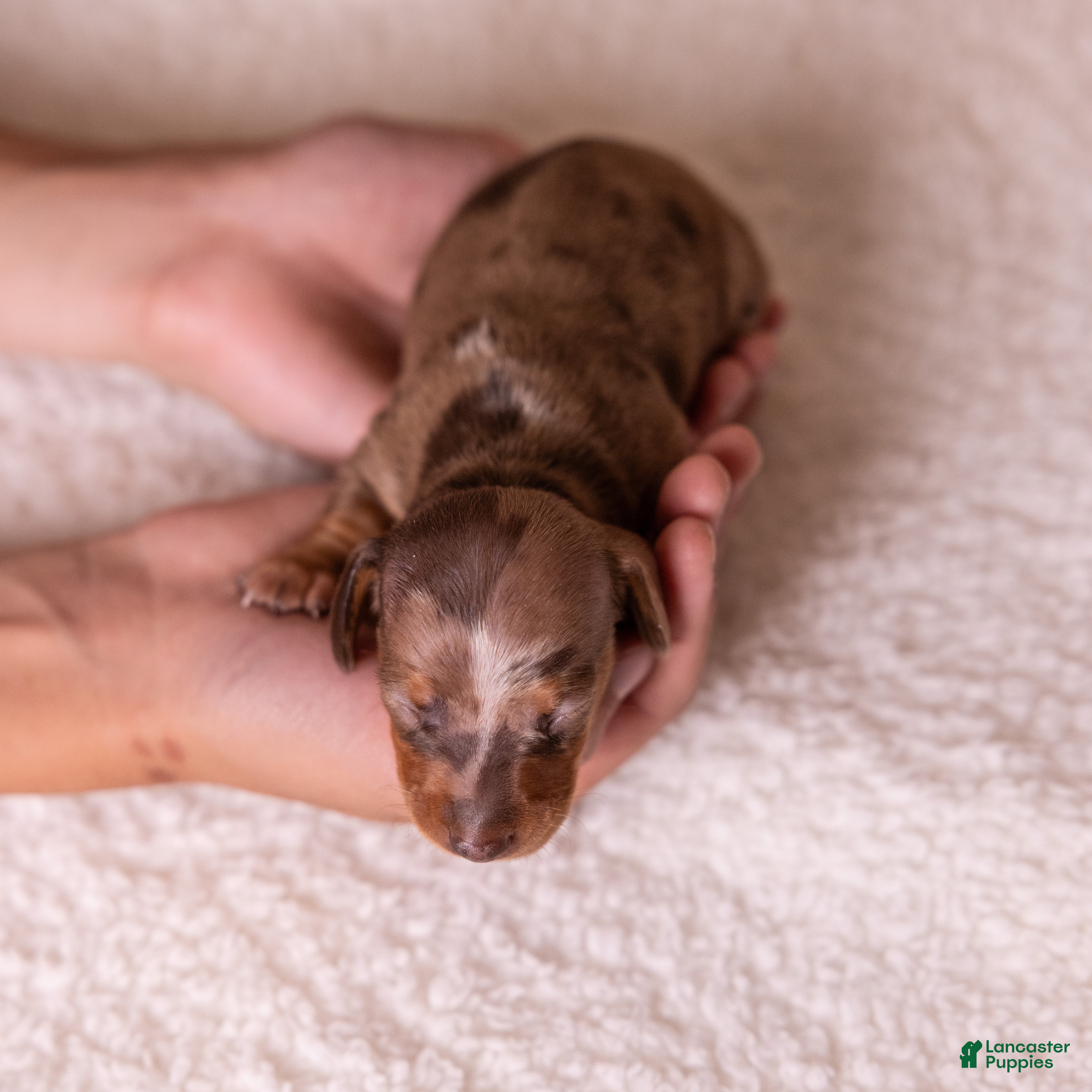 Miniature Dachshund dogs Clara - Ad 2