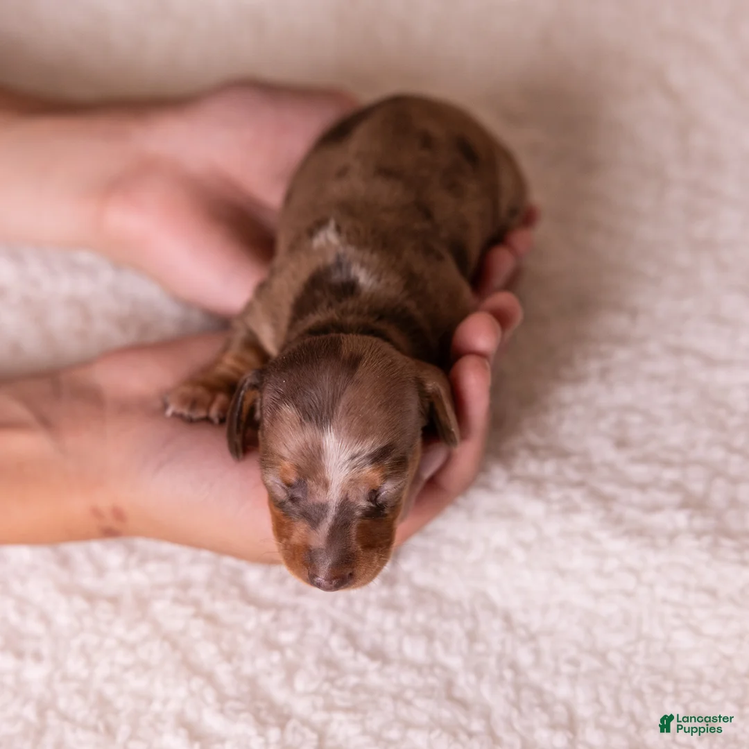 Miniature Dachshund dogs for sale: Clara - Ad 2