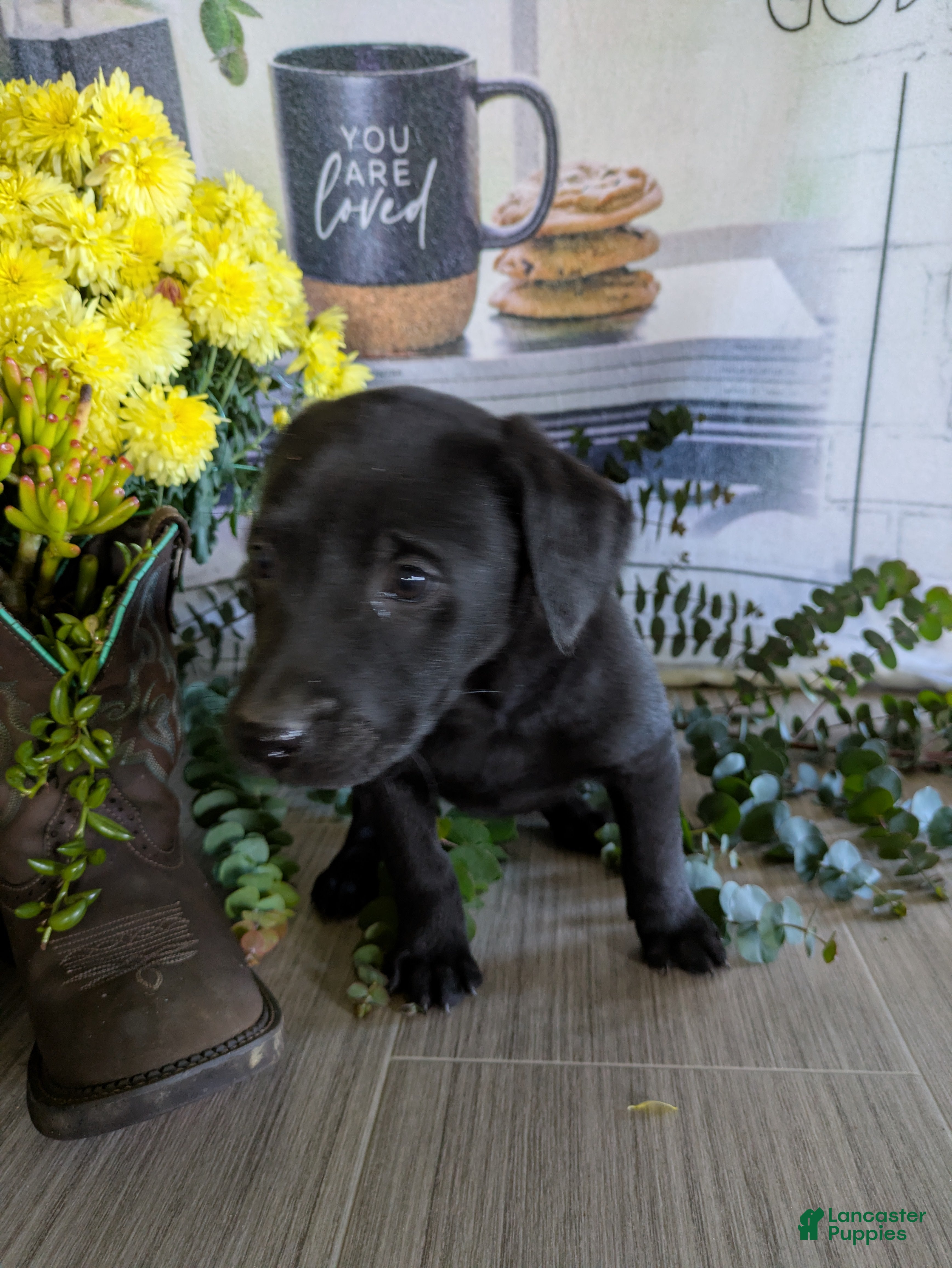 Labrador Retriever dogs Scooter - Ad 32