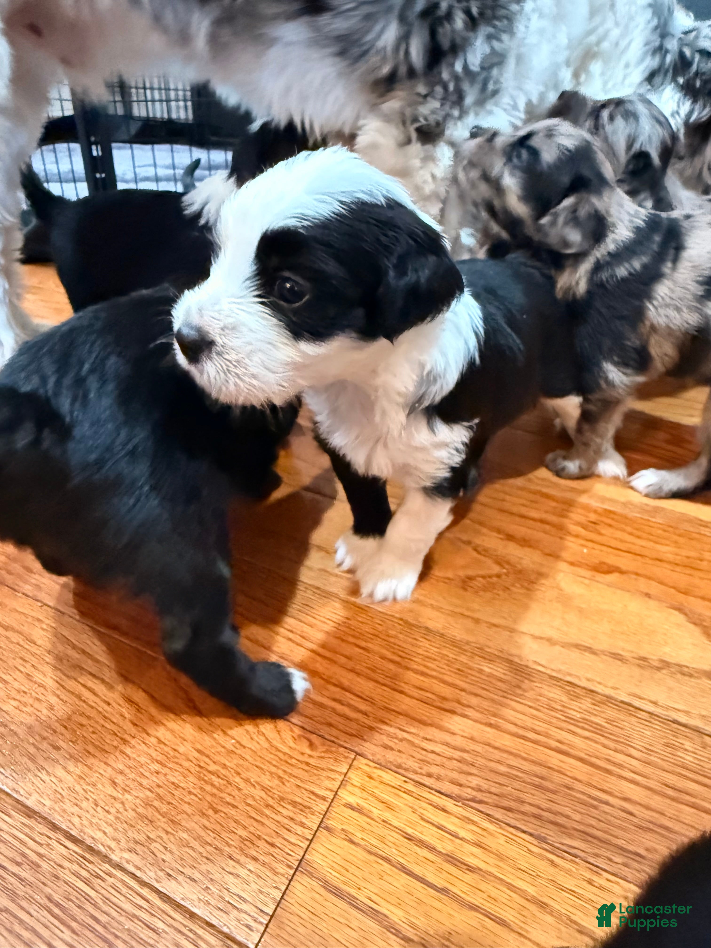 Mixed Breed dogs Oreo - Ad 1