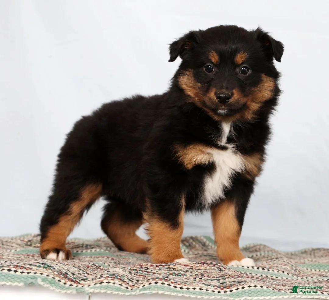 Australian Shepherd dogs for sale: Jane - Ad 1