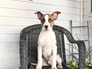 Mixed Breed dogs - Ad 34