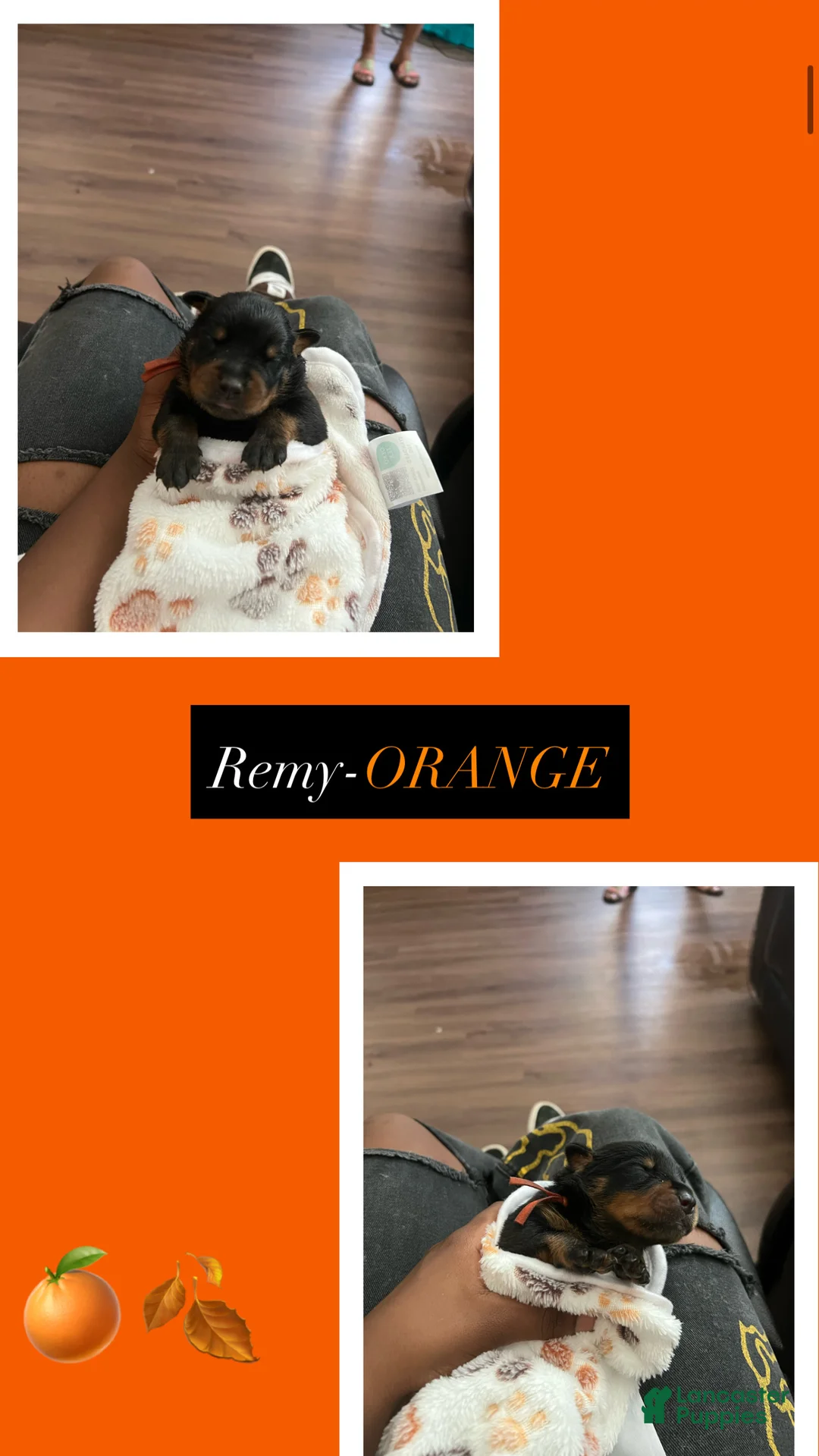 Rottweiler dogs for sale: Remy - Ad 1