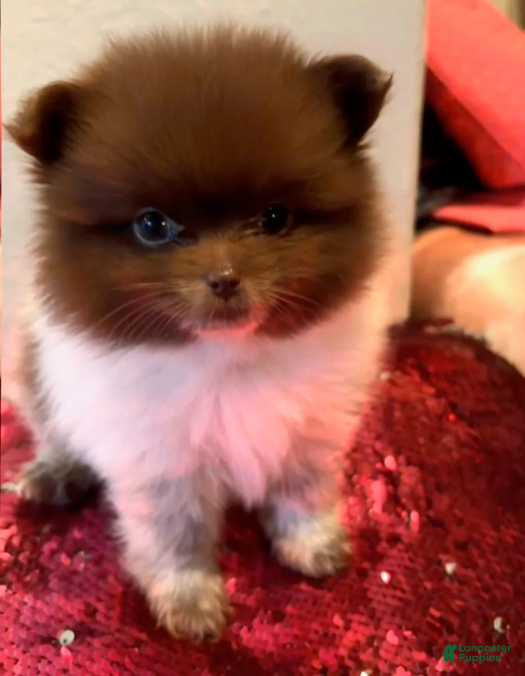 Pomeranian dogs for sale: Pomeranian 2 - Ad 1