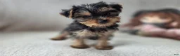 Yorkshire Terrier dogs for sale: Aowin - Ad 4