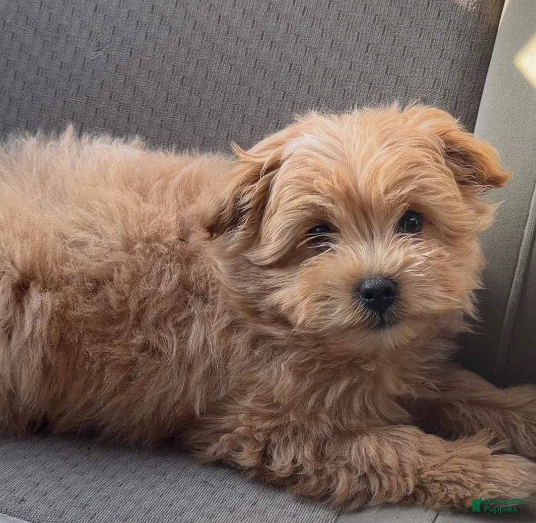 Pomapoo dogs for sale: Cheerio - Ad 1