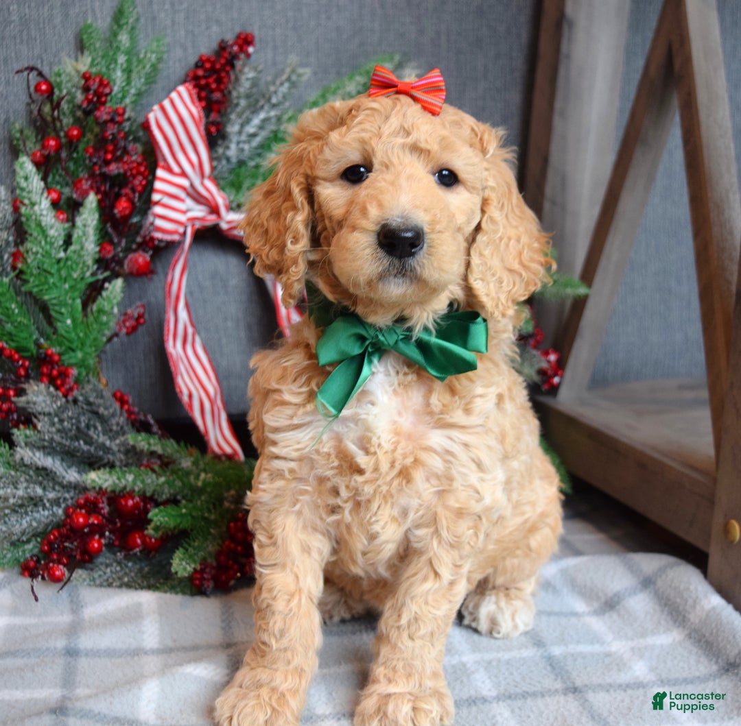 Goldendoodle dogs for sale: Piper - Ad 11