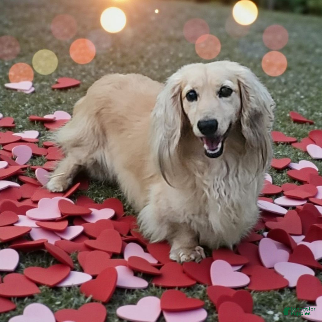 Miniature Dachshund dogs for sale: Cooper long hair  - Ad 4