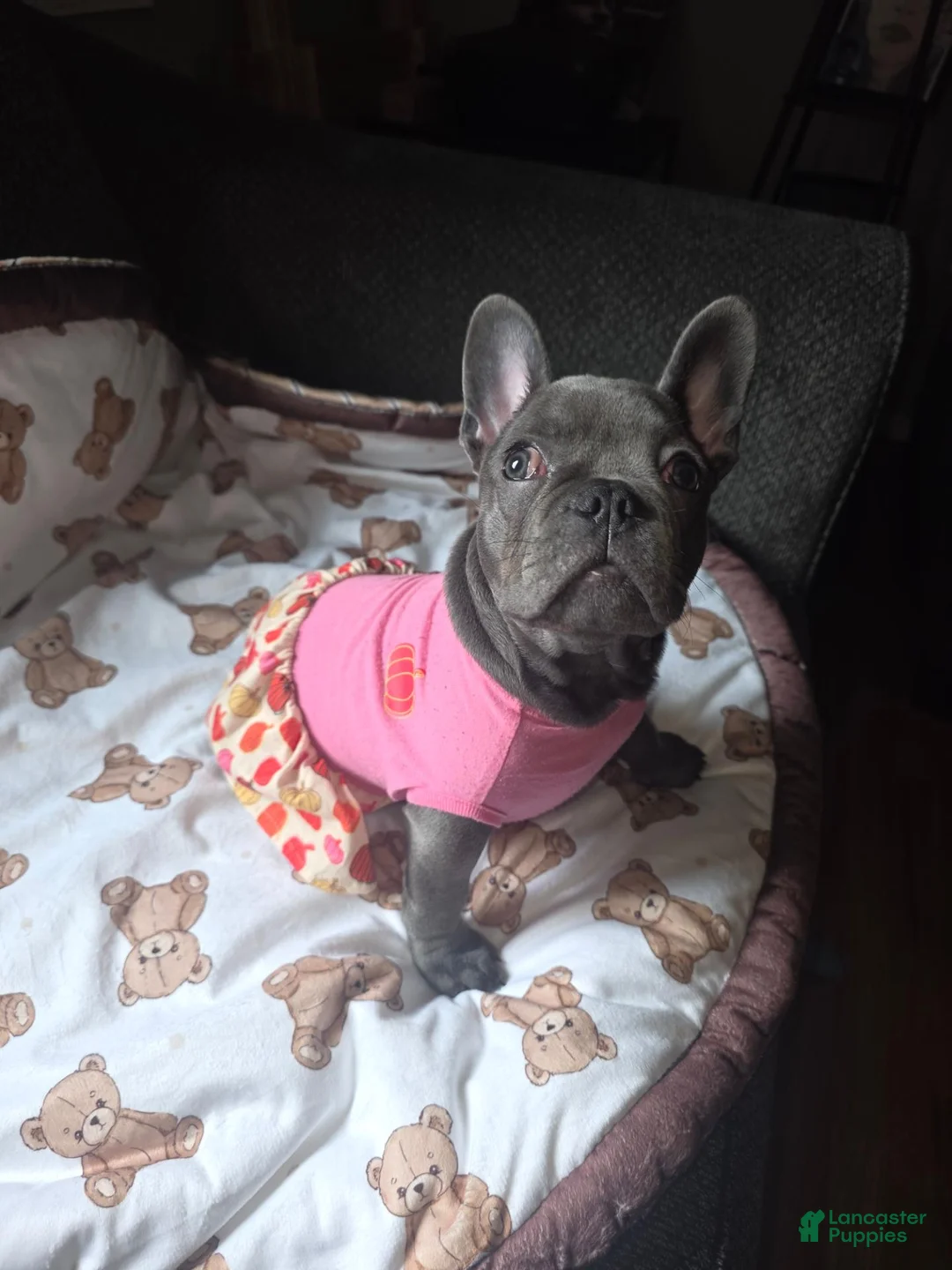 French Bulldog dogs for sale: Female French Bulldog 🐕🩷 - Ad 2