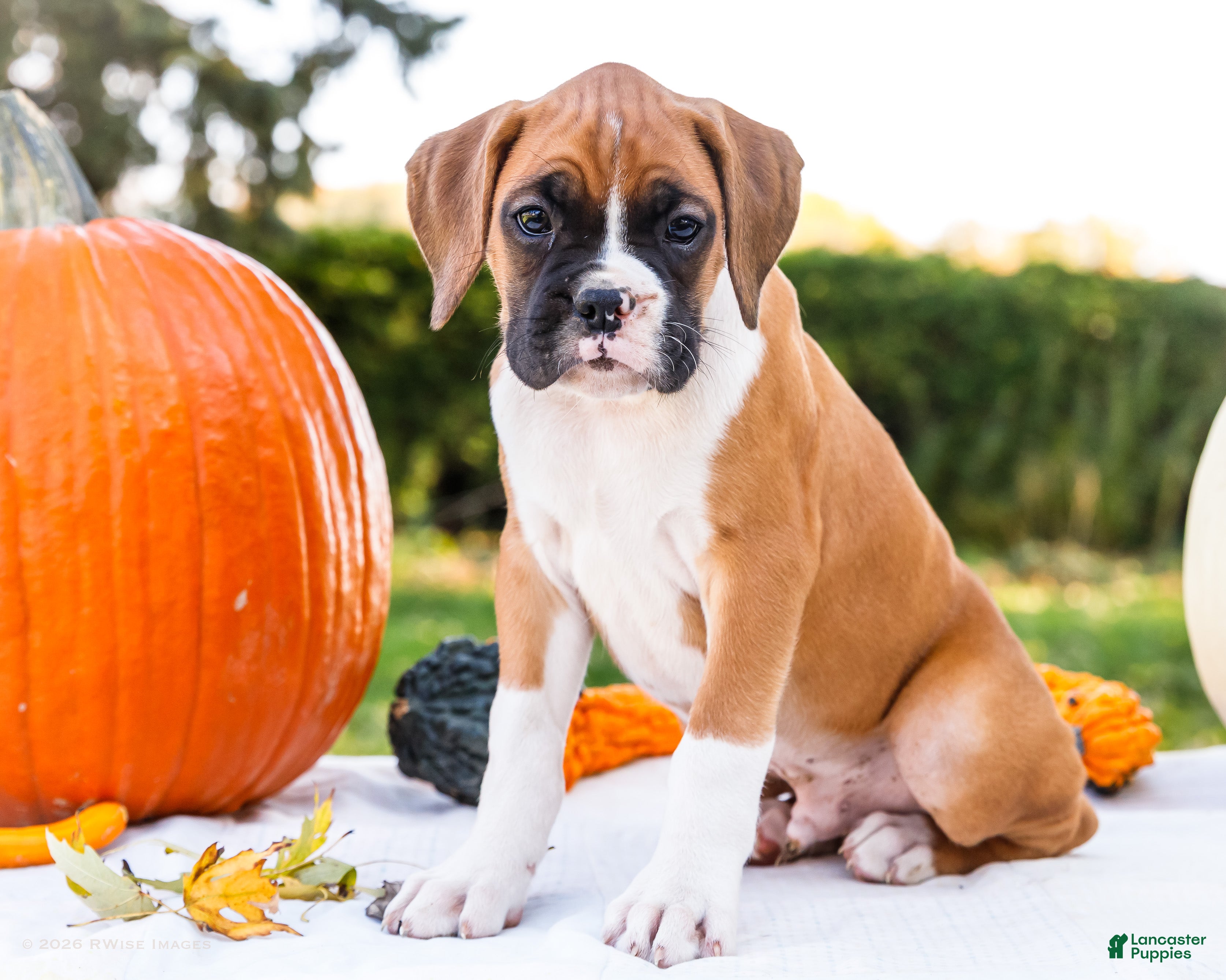 Boxer dogs for sale: Obee Boxer - Ad 1