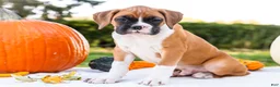 Boxer dogs for sale: Obee Boxer - Ad 1