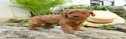 Miniature Poodle dogs for sale: Elderberry - Ad 3