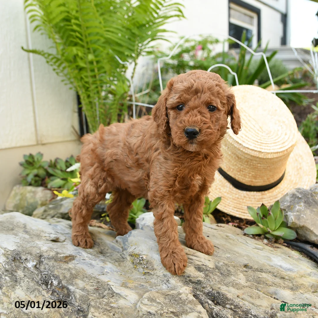 Miniature Poodle dogs for sale: Elderberry - Ad 3