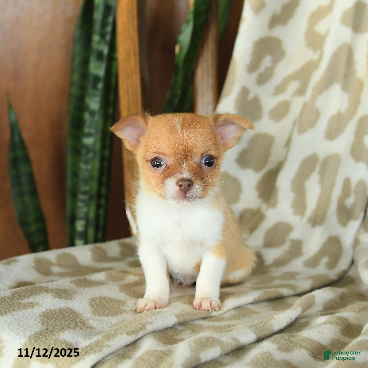 Chihuahua dogs Tango - Ad 42