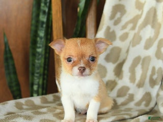 Chihuahua dogs - Ad 12