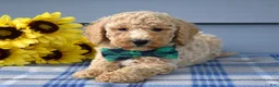 Goldendoodle dogs for sale: Henry  - Ad 3