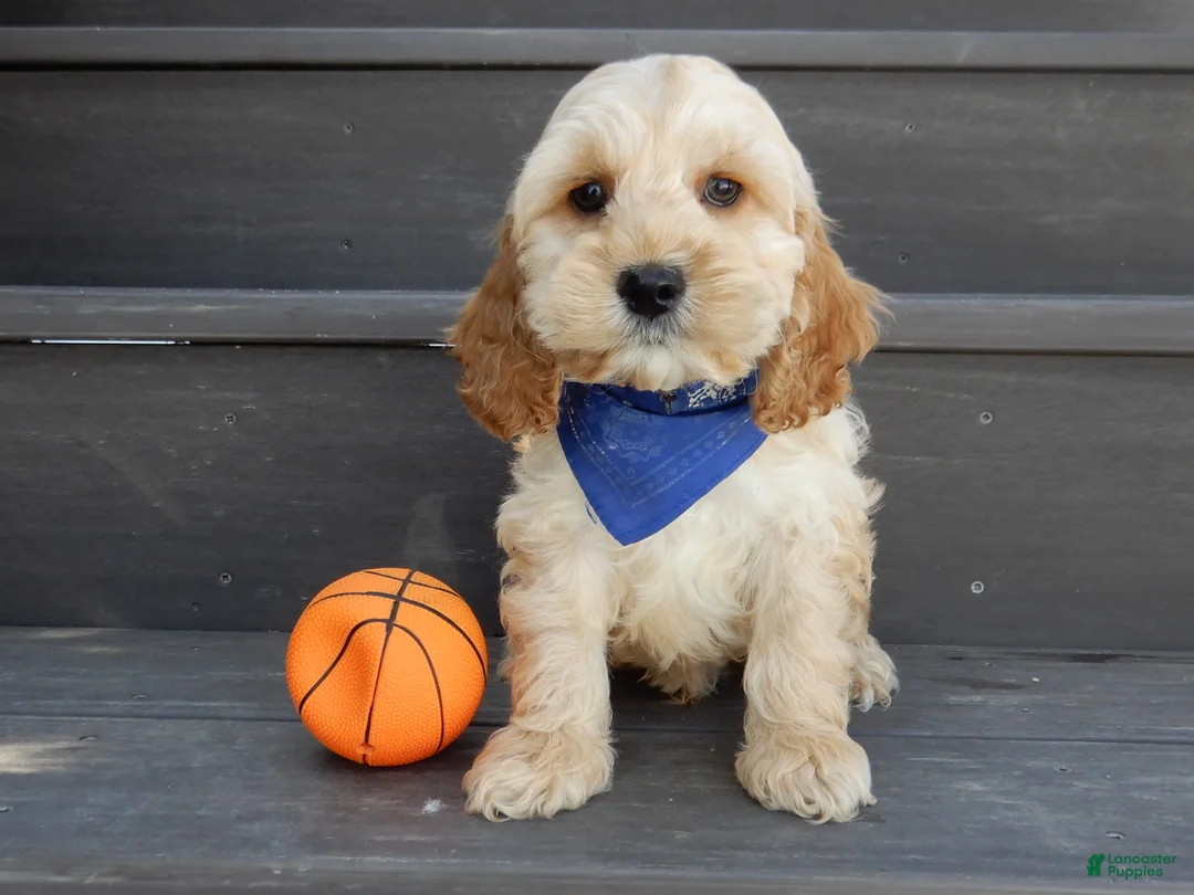 Cockapoo dogs for sale: Shawn - Ad 3