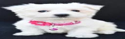 Maltese dogs for sale: Beauty - Ad 9