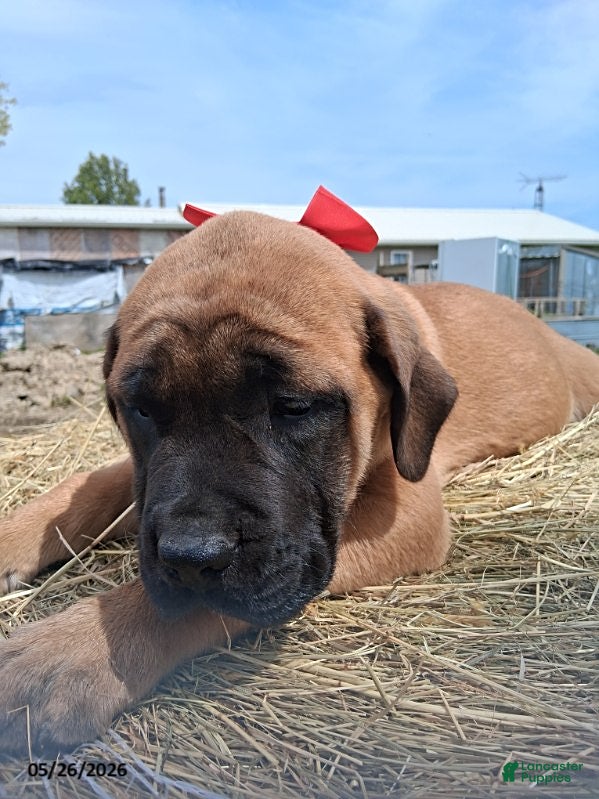 English Mastiff dogs Sissy - Ad 2