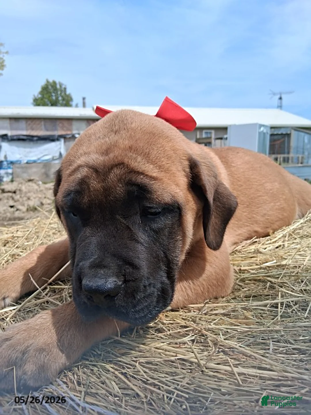 English Mastiff dogs for sale: Sissy - Ad 2