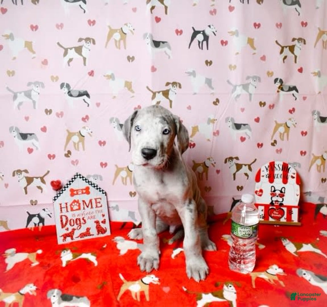 Gallery Image {{count}}