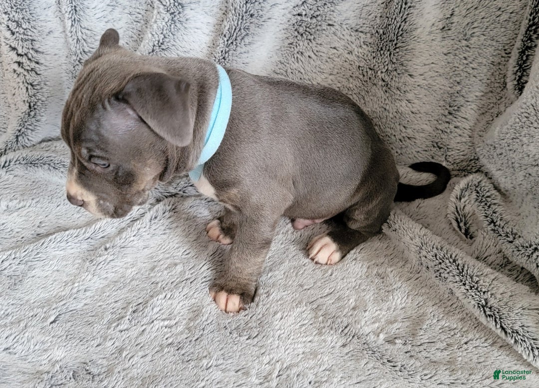 American Bully dogs for sale: Clide - Ad 2