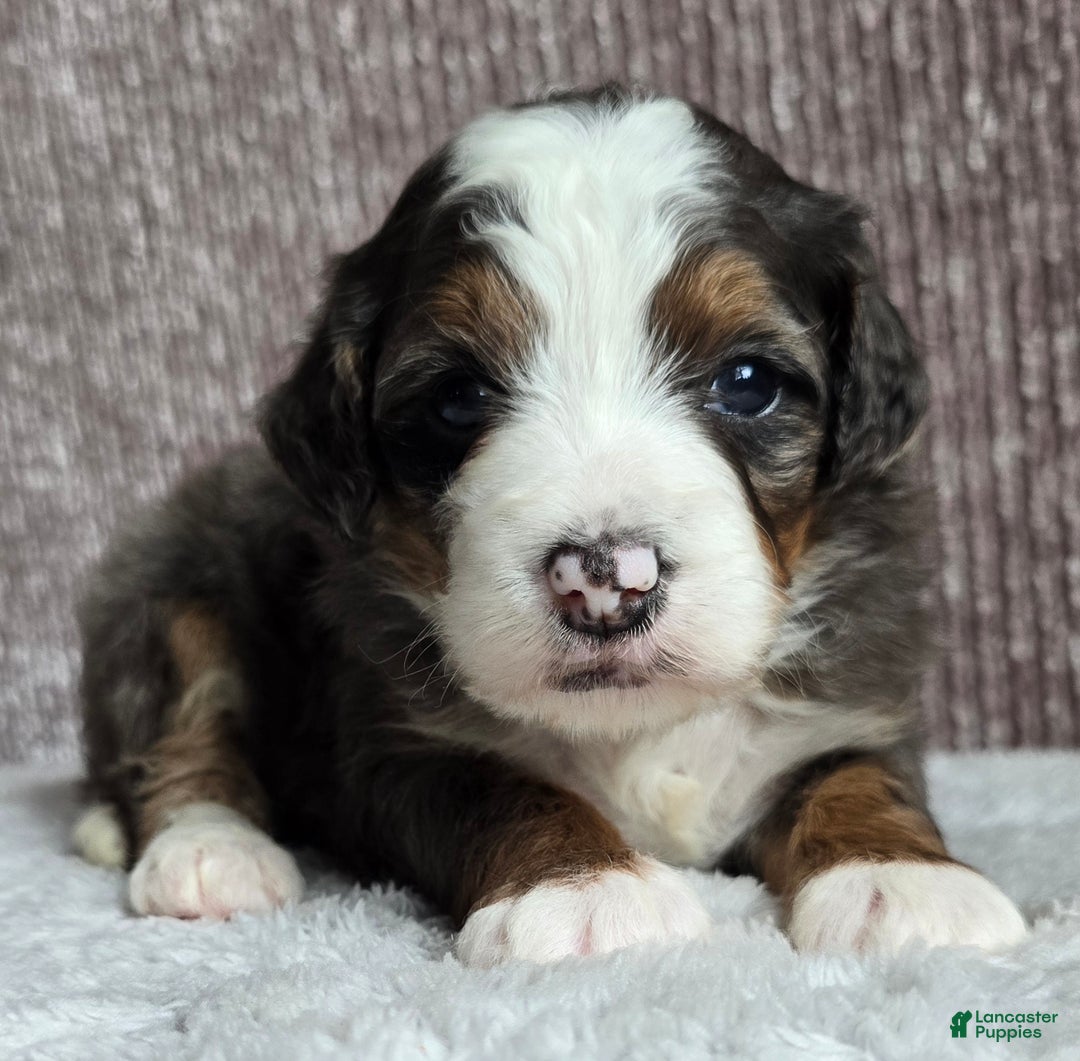 Mini Bernedoodle dogs for sale: Mini Izzy - Ad 6