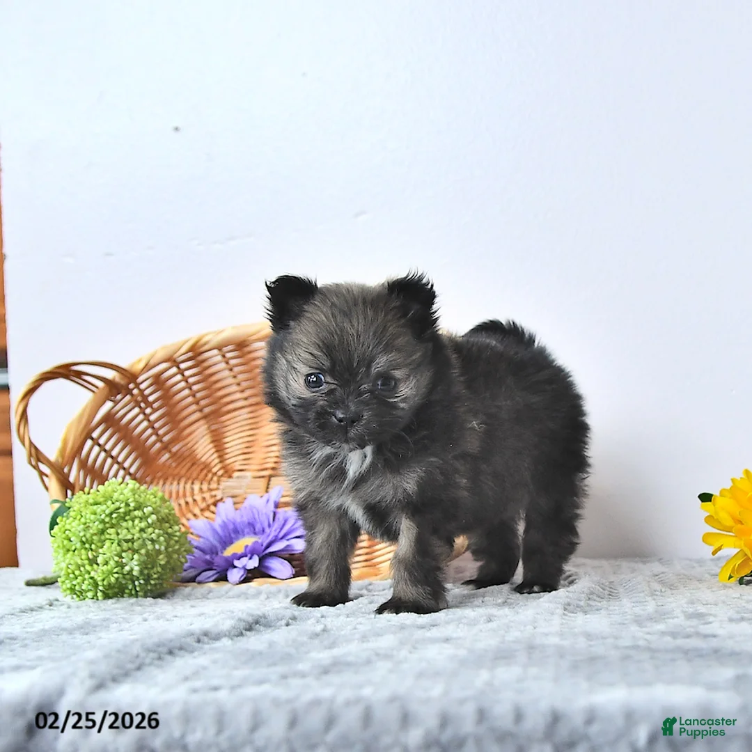 Pomeranian dogs for sale: Lovely - Ad 3