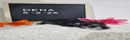 Miniature Schnauzer dogs for sale: Dena - Ad 8
