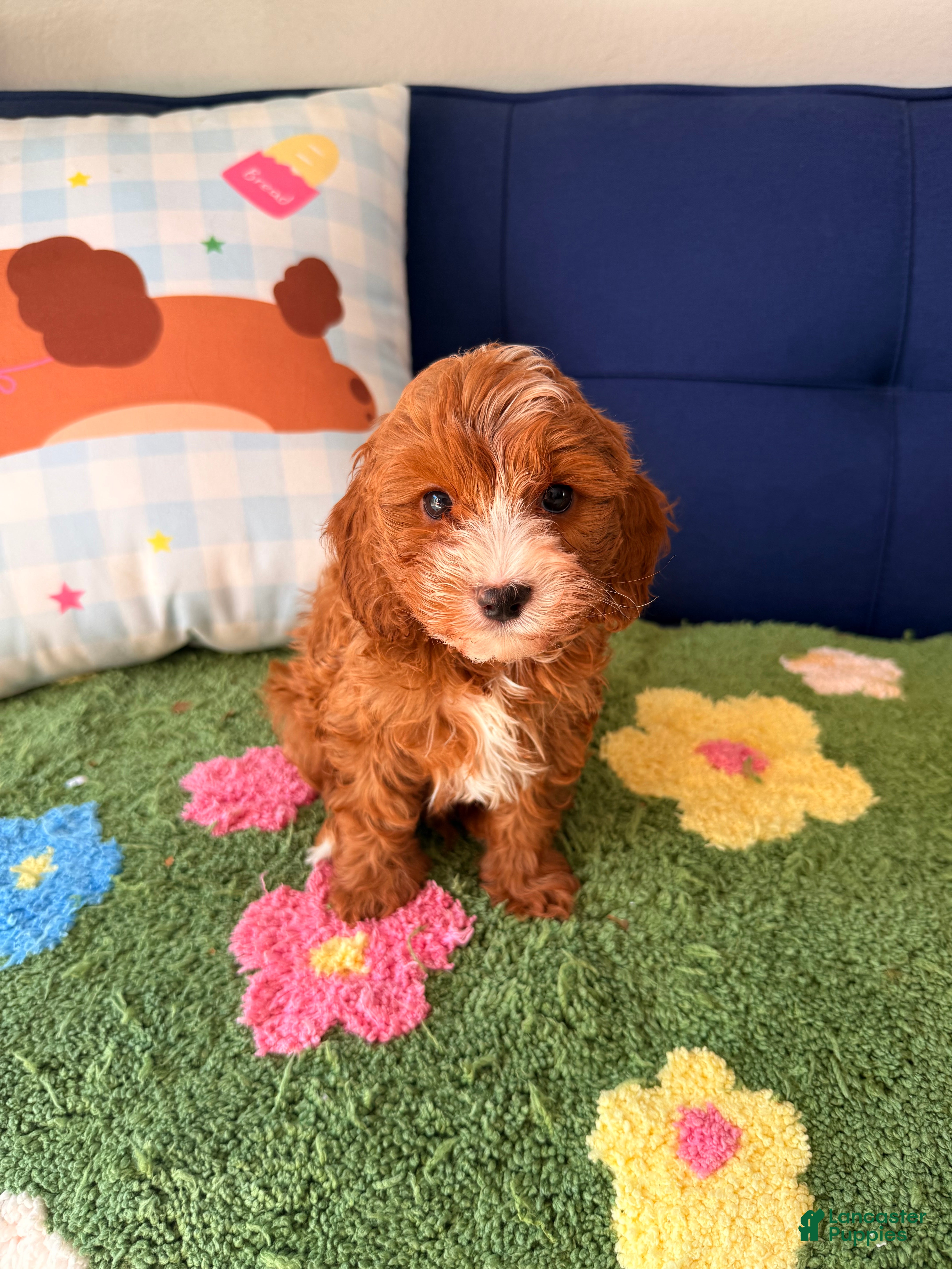 Cavapoo dogs for sale: cooper - Ad 2
