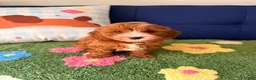 Cavapoo dogs for sale: cooper - Ad 2