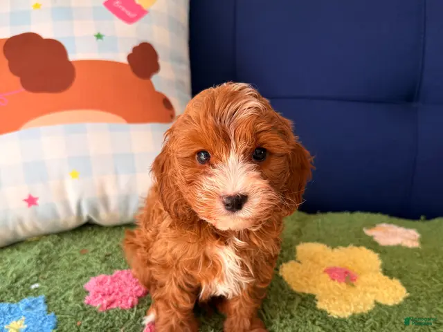 Cavapoo dogs for sale: cooper - Ad 2