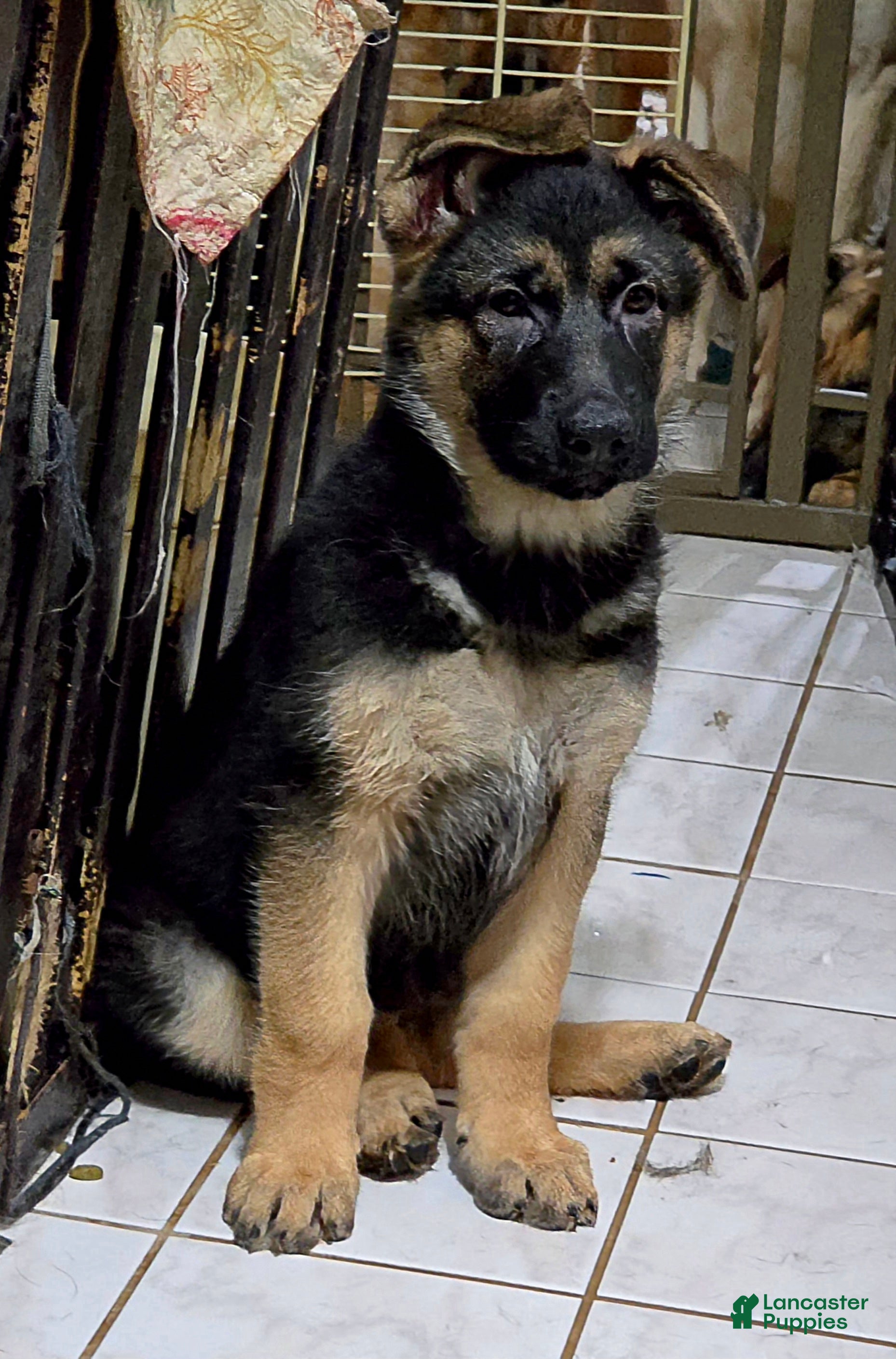 German Shepherd