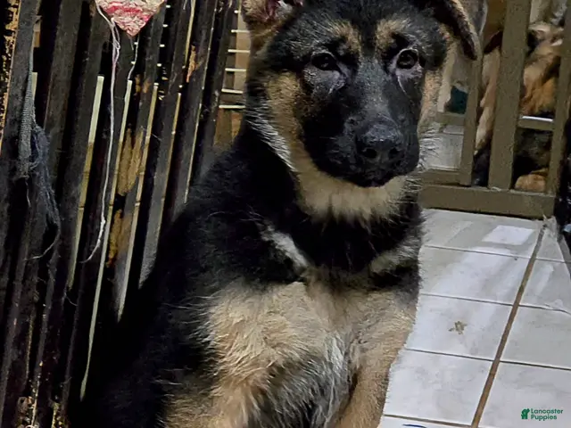 German Shepherd dogs for sale: Zara 🐾 - Ad 1