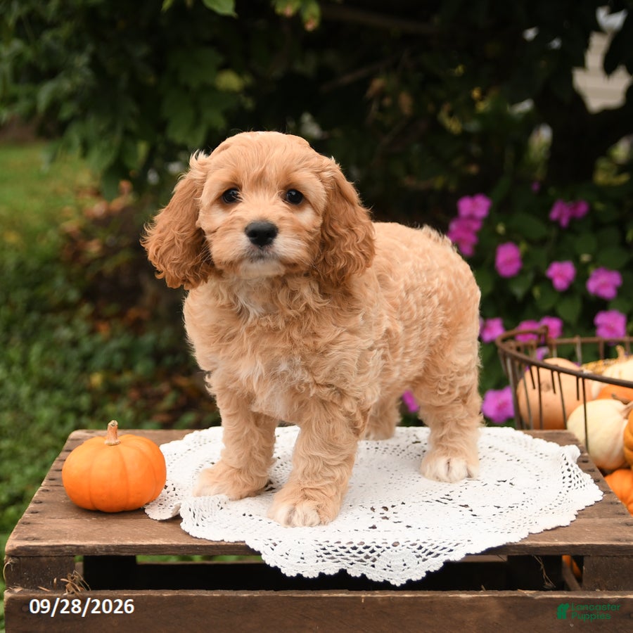 Cockapoo dogs Teddy - Ad 2