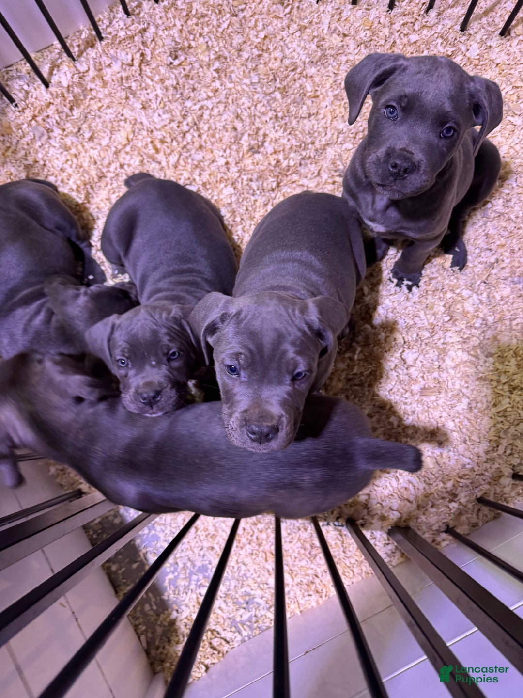 Cane Corso dogs for sale: Cane Corso Puppy 2 - Ad 2