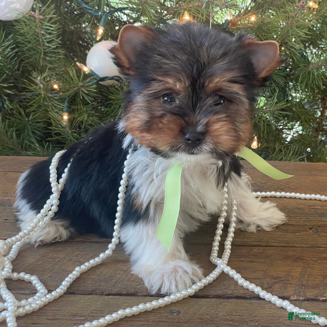 Mixed Breed dogs for sale: Bandit - Ad 9