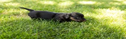 Miniature Dachshund dogs for sale: Bella  - Ad 12