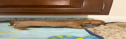 Miniature Dachshund dogs for sale: Addie - Ad 8