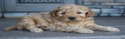 Mini Goldendoodle dogs for sale: Hunter - Ad 1