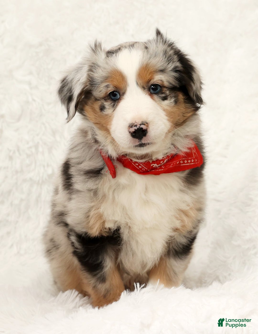 Australian Shepherd dogs for sale: River - Ad 7