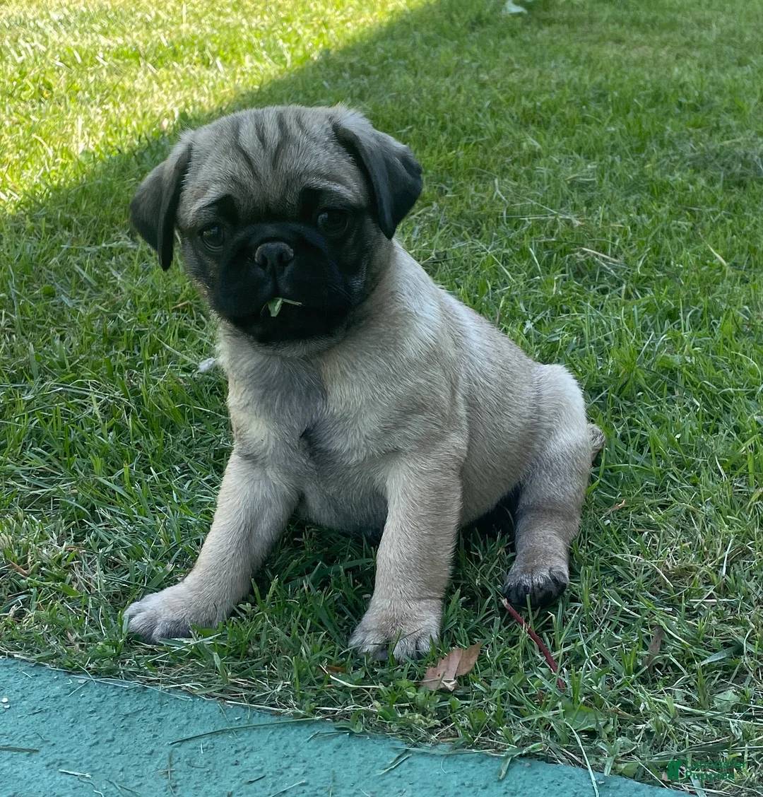 Pug dogs for sale: Pug Puppy 1 - Ad 2