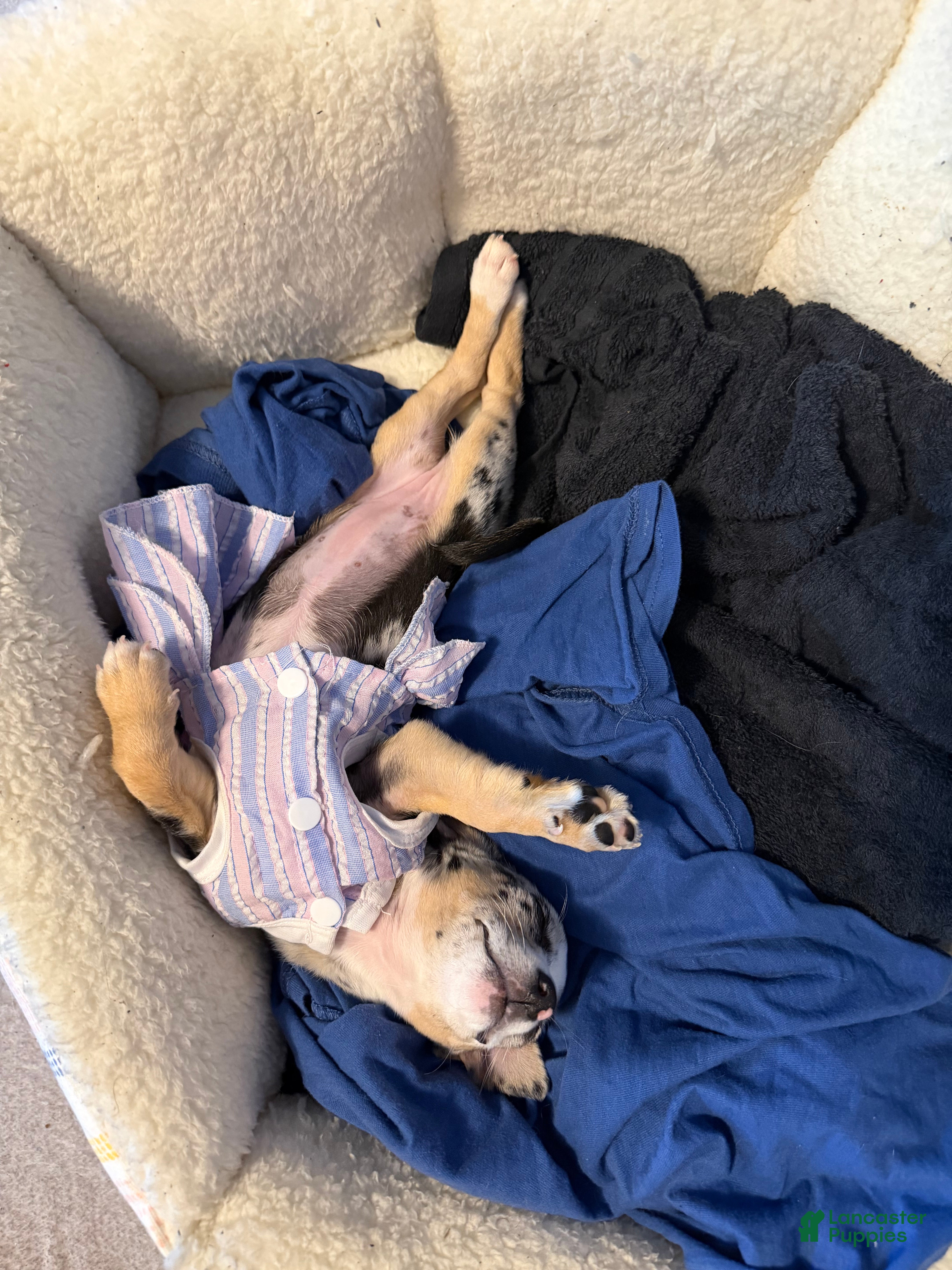 Chihuahua dogs Little - Ad 2