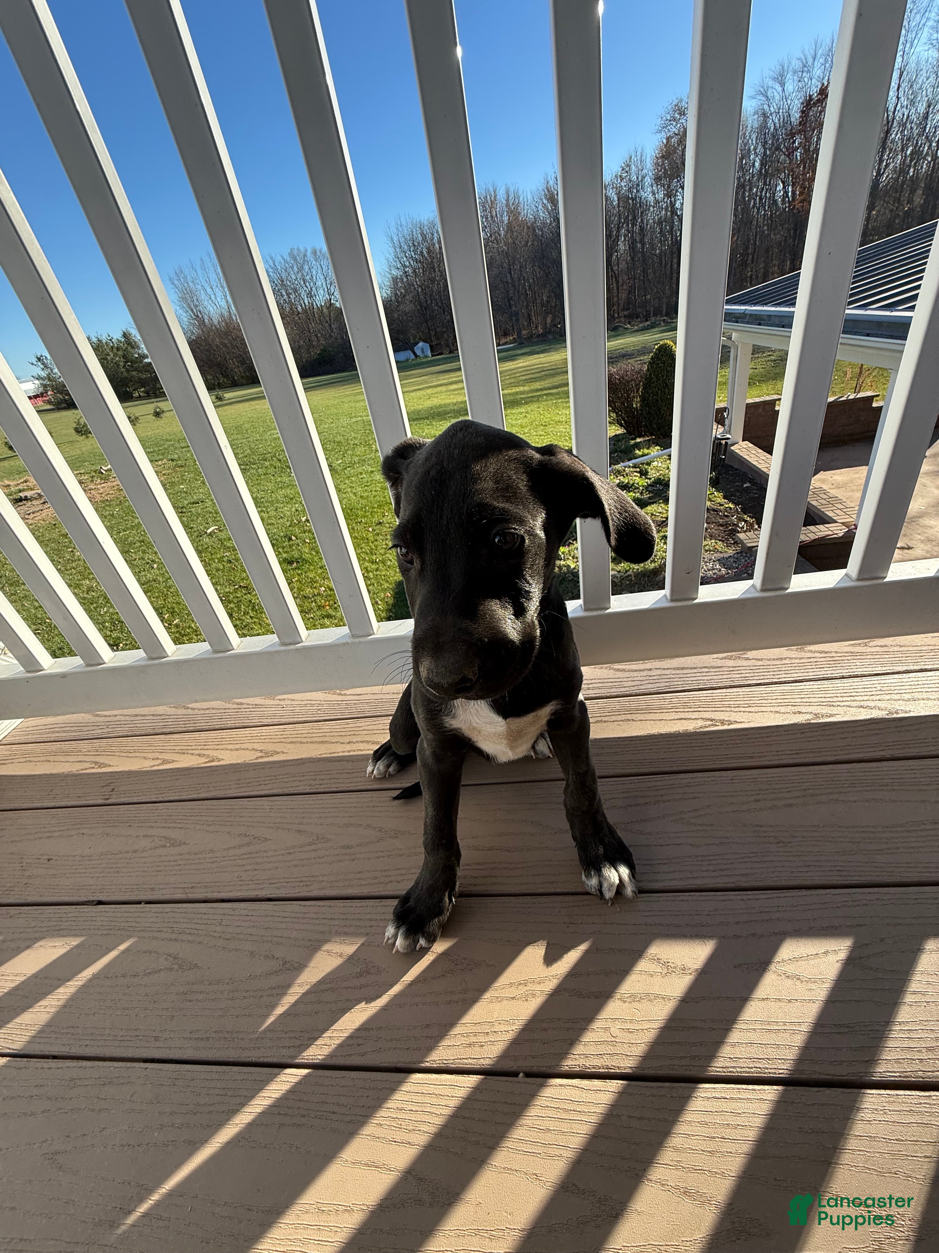 Mixed Breed dogs Crow - Ad 7