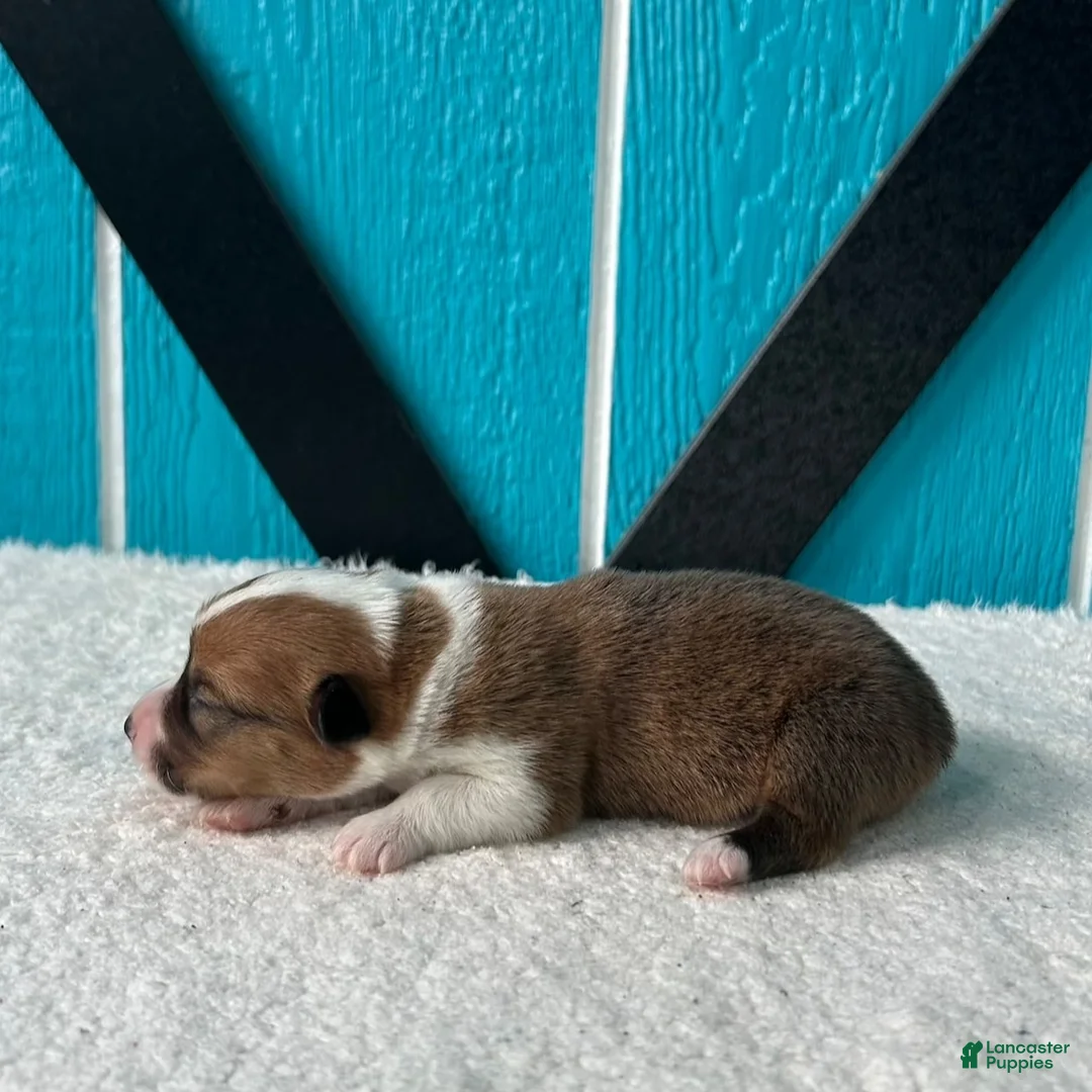 Welsh Corgi Pembroke dogs for sale: Amanda Welsh Corgi Pembroke Puppy  - Ad 2