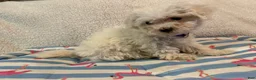 Bichon Frise dogs for sale: Bichon Frise blue - Ad 16