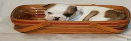 English Bulldog dogs for sale: English Bulldog Puppy 1 - Ad 4
