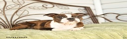 Boston Terrier dogs for sale: Dahlia - Ad 2